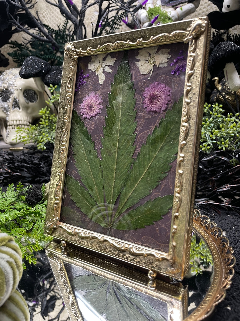 Herbarium No. 420