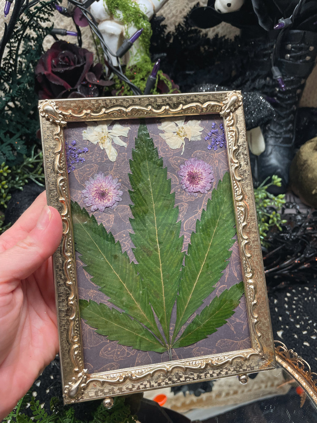 Herbarium No. 420