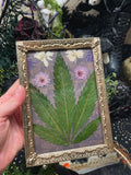 Herbarium No. 420